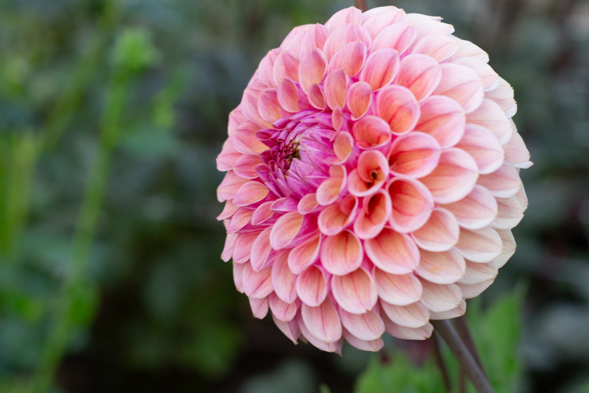 Dahlia : Sandia Bliss — ciderpress lane